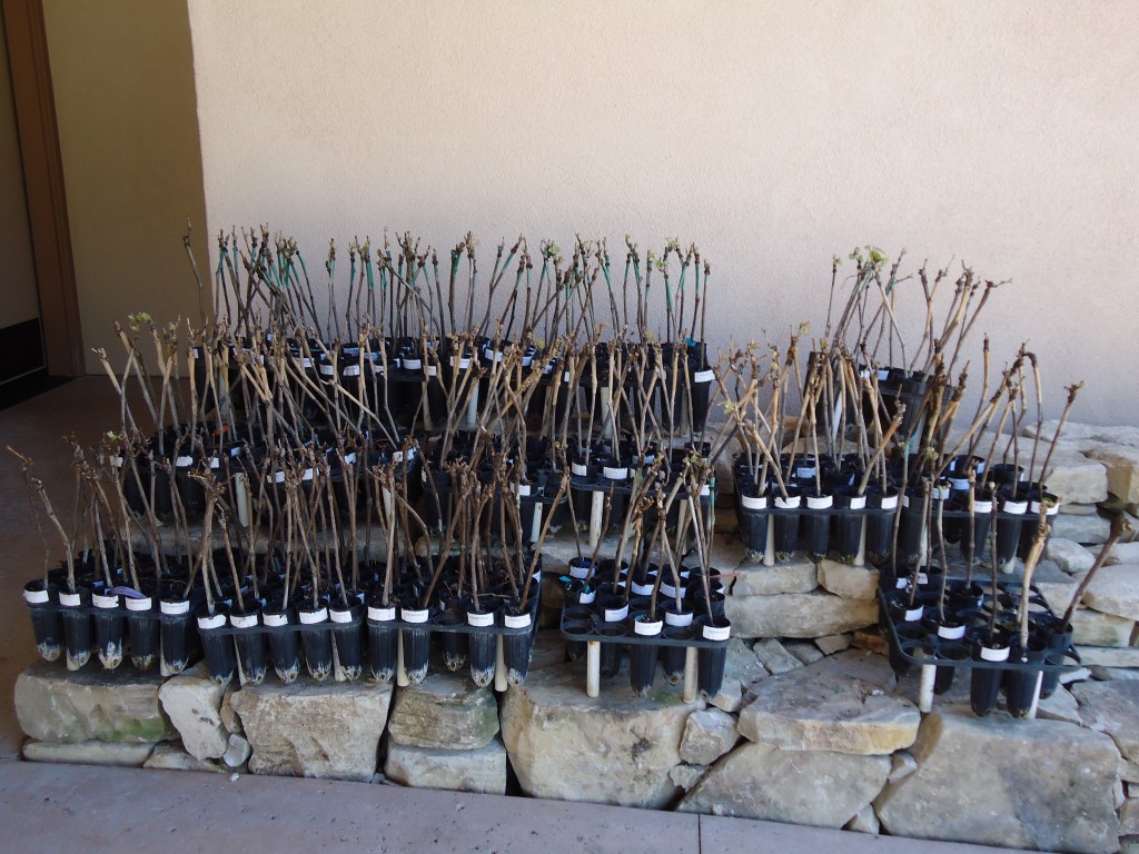 Sample of Rhone cuttings from the Tablas Creek Nursery