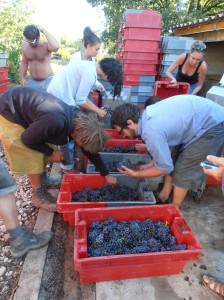 Sorting the grapes for the Alibi at "les Terres Promises"