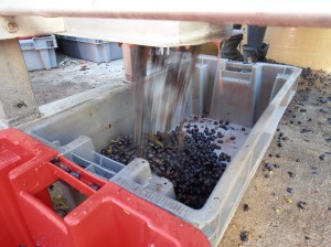 Destemming Grenache at "les Terres Promises"