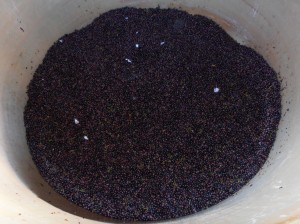 Grenache in tank waiting for fermentation to start