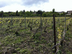 An expression of terroir in Champagne