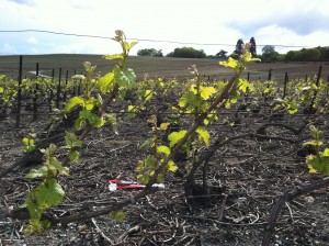 Champagne vineyard in spring