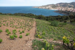 Chemically treated soil vs living soil  ©Jean-Baptiste Lemaire - Vinvert