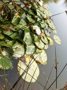 Water garden at Pfeiffer Vineyards