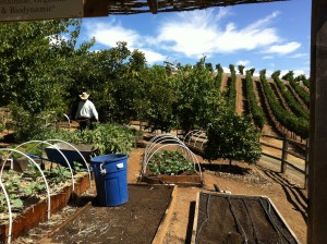 One of the Benzinger organic gardens