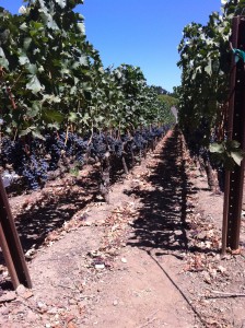 Caymus home block Cabernet vineyard in Rutherford