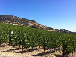 Shafer Hillside Vineyard