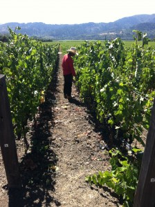 Vineyard worker tending to the vines at Opus One