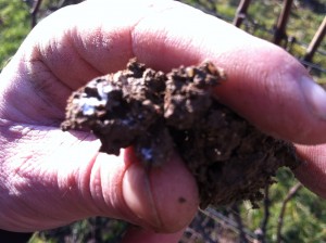 Vincent Carlot showing of the life in his soil