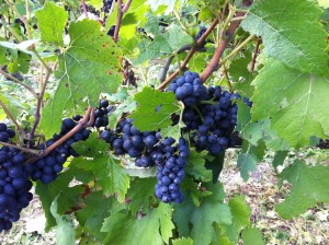 Pinot Noir grapes at La Grange