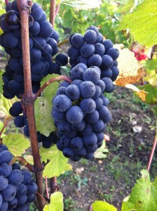 Perfect small Pinot Noir bunches in les Chevres