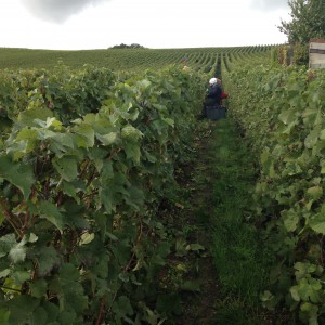 Harvesting Meunier in Nesle-le Repons