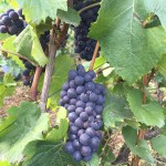 Pinot Noir in les Hautes Chèvres