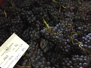 Pinot Noir waiting to be pressed at Champagne Roederer