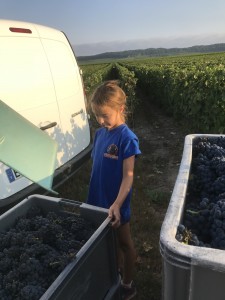 Alice Cailleux, the 5th generation to join Team Ledru in the vines