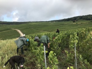 Picking Chardonnay in Cumières with Champagne Geoffroy